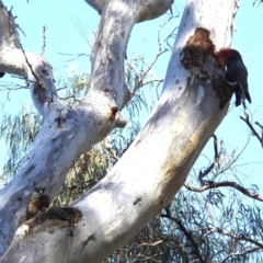 Callocephalon fimbriatum at Acton, ACT - suppressed