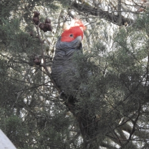 Callocephalon fimbriatum at Acton, ACT - suppressed