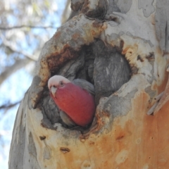 Eolophus roseicapilla (Galah) at Acton, ACT - 11 May 2023 by HelenCross