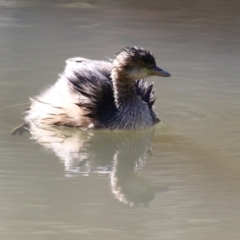 Tachybaptus novaehollandiae (Australasian Grebe) at Paddys River, ACT - 11 May 2023 by RodDeb