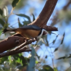Acanthorhynchus tenuirostris (Eastern Spinebill) at Point Hut to Tharwa - 11 May 2023 by RodDeb