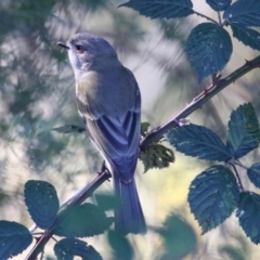 Pachycephala pectoralis (Golden Whistler) at Point Hut to Tharwa - 11 May 2023 by RodDeb