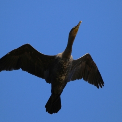 Phalacrocorax carbo (Great Cormorant) at Point Hut to Tharwa - 11 May 2023 by RodDeb