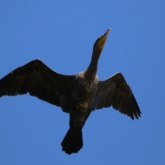 Phalacrocorax carbo (Great Cormorant) at Gordon, ACT - 11 May 2023 by RodDeb