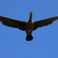 Phalacrocorax carbo at Gordon, ACT - 11 May 2023 01:06 PM