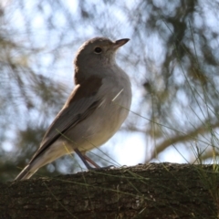 Colluricincla harmonica (Grey Shrikethrush) at Gordon, ACT - 11 May 2023 by RodDeb