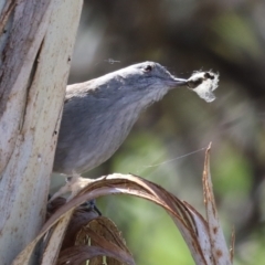 Colluricincla harmonica at Gordon, ACT - 11 May 2023