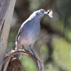 Colluricincla harmonica at Gordon, ACT - 11 May 2023