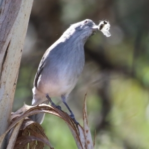 Colluricincla harmonica at Gordon, ACT - 11 May 2023