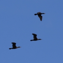 Phalacrocorax sulcirostris (Little Black Cormorant) at Paddys River, ACT - 11 May 2023 by RodDeb