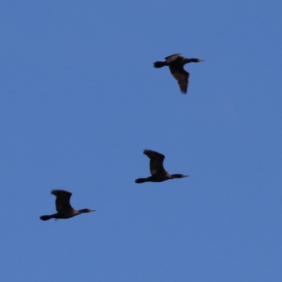 Phalacrocorax sulcirostris (Little Black Cormorant) at Point Hut to Tharwa - 11 May 2023 by RodDeb