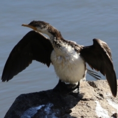 Microcarbo melanoleucos (Little Pied Cormorant) at Point Hut to Tharwa - 11 May 2023 by RodDeb