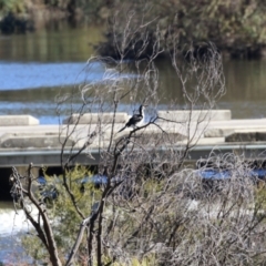 Microcarbo melanoleucos at Paddys River, ACT - 11 May 2023