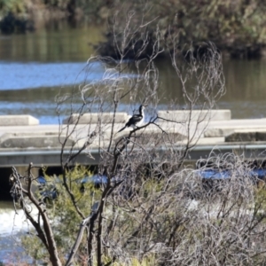 Microcarbo melanoleucos at Paddys River, ACT - 11 May 2023