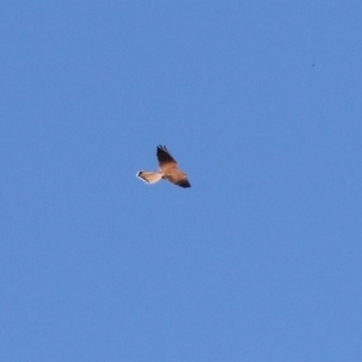 Falco cenchroides (Nankeen Kestrel) at Gordon, ACT - 11 May 2023 by RodDeb