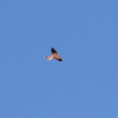 Falco cenchroides (Nankeen Kestrel) at Point Hut to Tharwa - 11 May 2023 by RodDeb