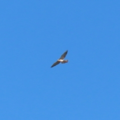 Falco cenchroides at Gordon, ACT - 11 May 2023