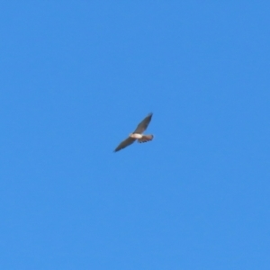 Falco cenchroides at Gordon, ACT - 11 May 2023