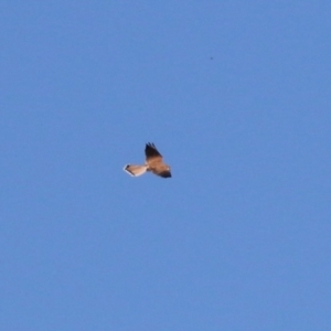 Falco cenchroides at Gordon, ACT - 11 May 2023