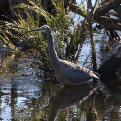 Egretta novaehollandiae (White-faced Heron) at Point Hut to Tharwa - 11 May 2023 by RodDeb