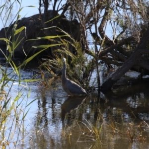 Egretta novaehollandiae at Paddys River, ACT - 11 May 2023