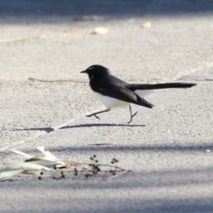 Rhipidura leucophrys (Willie Wagtail) at Gordon, ACT - 11 May 2023 by RodDeb