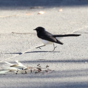 Rhipidura leucophrys at Gordon, ACT - 11 May 2023