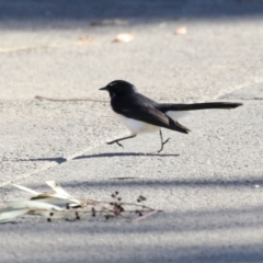 Rhipidura leucophrys (Willie Wagtail) at Point Hut to Tharwa - 11 May 2023 by RodDeb