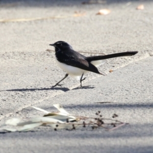 Rhipidura leucophrys at Gordon, ACT - 11 May 2023