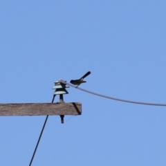 Rhipidura leucophrys at Gordon, ACT - 11 May 2023