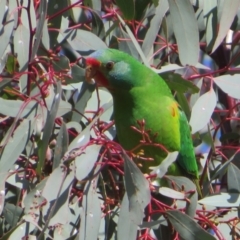 Lathamus discolor (Swift Parrot) at Watson Woodlands - 11 May 2023 by Christine