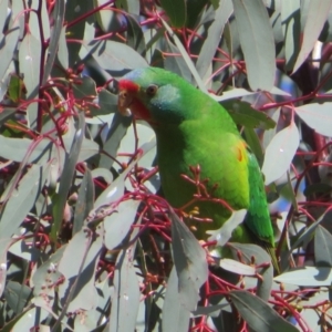 Lathamus discolor at Watson, ACT - 11 May 2023