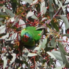 Lathamus discolor at Watson, ACT - 11 May 2023