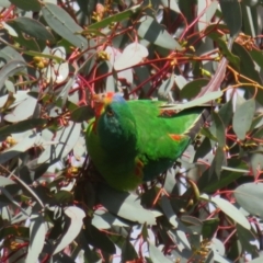 Lathamus discolor at Watson, ACT - 11 May 2023