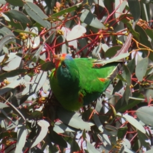 Lathamus discolor at Watson, ACT - 11 May 2023