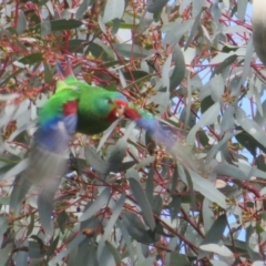 Lathamus discolor at Watson, ACT - 11 May 2023