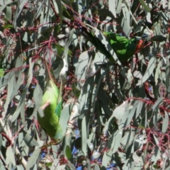 Lathamus discolor at Watson, ACT - suppressed