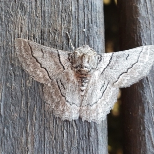 Hypobapta tachyhalotaria at Yass River, NSW - 11 May 2023 10:22 AM