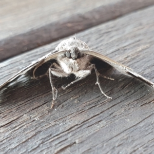 Hypobapta tachyhalotaria at Yass River, NSW - 11 May 2023