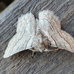 Hypobapta tachyhalotaria at Yass River, NSW - 11 May 2023 10:22 AM