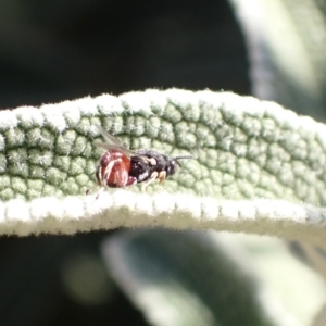 Brachymeria sp. (genus) at Murrumbateman, NSW - 12 May 2023