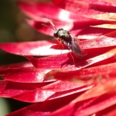 Chalcidoidea (superfamily) (A gall wasp or Chalcid wasp) at Murrumbateman, NSW - 11 May 2023 by SimoneC