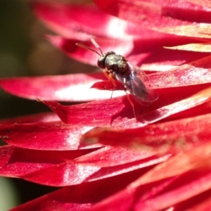 Chalcidoidea (superfamily) at Murrumbateman, NSW - 11 May 2023