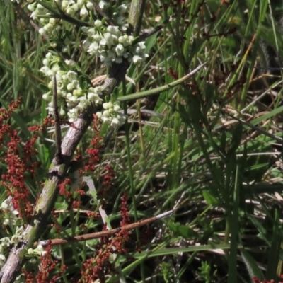 Discaria pubescens (Australian Anchor Plant) at Top Hut TSR - 14 Nov 2020 by AndyRoo