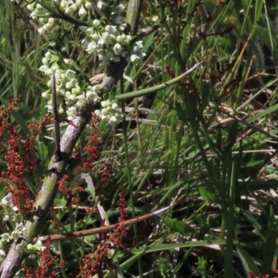 Discaria pubescens (Australian Anchor Plant) at Dry Plain, NSW - 15 Nov 2020 by AndyRoo