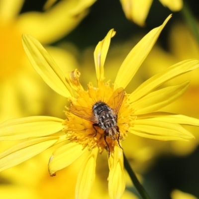 Cuphocera sp. (genus) (A bristle fly) at Cook, ACT - 11 May 2023 by Tammy