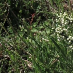 Craspedia variabilis at Dry Plain, NSW - 15 Nov 2020