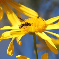 Lasioglossum (Australictus) peraustrale (Halictid bee) at Cook, ACT - 11 May 2023 by Tammy