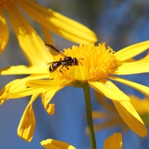 Lasioglossum (Australictus) peraustrale at Cook, ACT - 11 May 2023