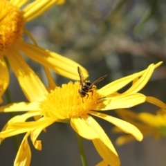 Lasioglossum (Australictus) peraustrale at Cook, ACT - 11 May 2023